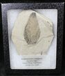 Fossil Gymnocladus hesperia Leaf - Green River Formation #20215-1